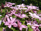 Clematis Hagley Hybrid - Live Plant in a 4 Inch Growers Pot - Clematis &