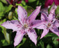 Clematis Hagley Hybrid - Live Plant in a 4 Inch Growers Pot - Clematis &