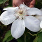 Clematis Henryi - Live Plant in a 4 Inch Growers Pot - Clematis &