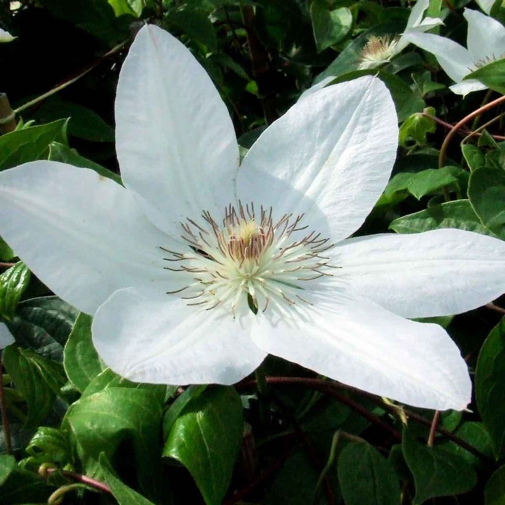 Clematis Henryi Live Plant In A 4 Inch Growers Pot Clematis Henry clematis-henryi-live-plant-in-a-4-inch-growers-pot-clematis-henry