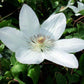Clematis Henryi - Live Plant in a 4 Inch Growers Pot - Clematis &
