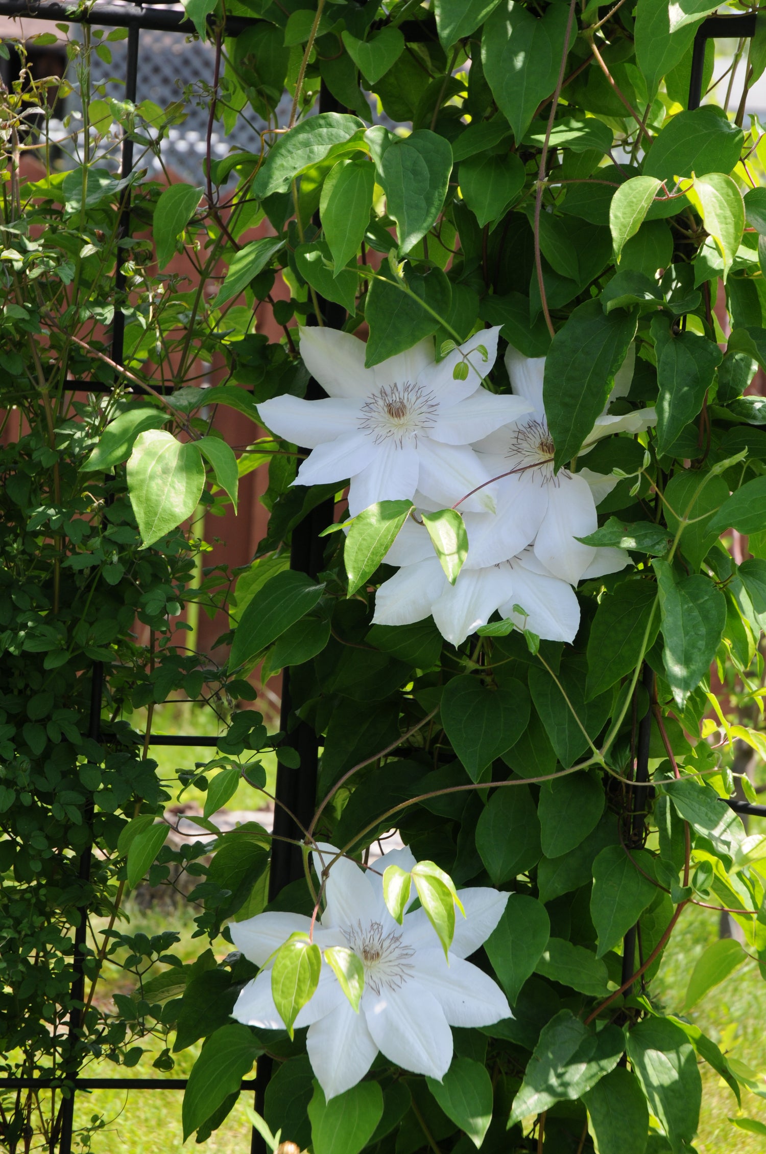 Clematis Henryi Live Plant In A 4 Inch Growers Pot Clematis Henry clematis-henryi-live-plant-in-a-4-inch-growers-pot-clematis-henry