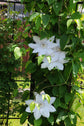 Clematis Henryi - Live Plant in a 4 Inch Growers Pot - Clematis &