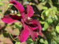 Clematis Huvi - Live Plant in a 4 Inch Growers Pot - Clematis &