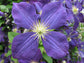 Clematis Jackmanii - Live Plant in a 4 Inch Growers Pot - Clematis &
