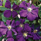 Clematis Jackmanii - Live Plant in a 4 Inch Growers Pot - Clematis &