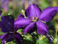 Clematis Jackmanii - Live Plant in a 4 Inch Growers Pot - Clematis &