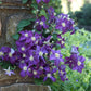 Clematis Jackmanii - Live Plant in a 4 Inch Growers Pot - Clematis &