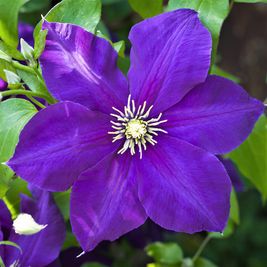 Clematis Jackmanii - Live Plant in a 4 Inch Growers Pot - Clematis &