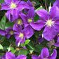 Clematis Jackmanii Superba - Live Plant in a 4 Inch Growers Pot - Clematis &
