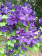 Clematis Jackmanii Superba - Live Plant in a 4 Inch Growers Pot - Clematis &