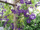 Clematis Jackmanii Superba - Live Plant in a 4 Inch Growers Pot - Clematis &