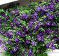 Clematis Jackmanii Superba - Live Plant in a 4 Inch Growers Pot - Clematis &