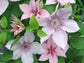 Clematis John Paul II - Live Plant in a 4 Inch Growers Pot - Clematis &