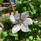 Clematis John Paul II - Live Plant in a 4 Inch Growers Pot - Clematis &
