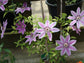 Clematis John Paul II - Live Plant in a 4 Inch Growers Pot - Clematis &