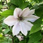 Clematis John Paul II - Live Plant in a 4 Inch Growers Pot - Clematis &