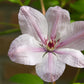 Clematis John Paul II - Live Plant in a 4 Inch Growers Pot - Clematis &