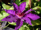 Clematis Marie Louise Jensen - Live Plant in a 4 Inch Growers Pot - Clematis &