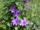 Clematis Marie Louise Jensen - Live Plant in a 4 Inch Growers Pot - Clematis &
