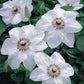 Clematis Miss Bateman - Live Plant in a 4 Inch Growers Pot - Clematis &