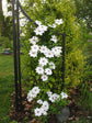 Clematis Miss Bateman - Live Plant in a 4 Inch Growers Pot - Clematis &
