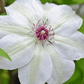 Clematis Miss Bateman - Live Plant in a 4 Inch Growers Pot - Clematis &