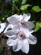 Clematis Miss Bateman - Live Plant in a 4 Inch Growers Pot - Clematis &