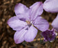 Clematis Miss Cholmondeley - Live Plant in a 4 Inch Growers Pot - Clematis &