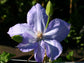 Clematis Miss Cholmondeley - Live Plant in a 4 Inch Growers Pot - Clematis &