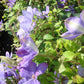 Clematis Miss Cholmondeley - Live Plant in a 4 Inch Growers Pot - Clematis &