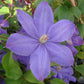 Clematis Miss Cholmondeley - Live Plant in a 4 Inch Growers Pot - Clematis &