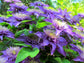 Clematis Multi Blue - Live Plant in a 4 Inch Growers Pot - Clematis &