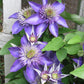Clematis Multi Blue - Live Plant in a 4 Inch Growers Pot - Clematis &