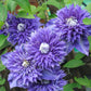 Clematis Multi Blue - Live Plant in a 4 Inch Growers Pot - Clematis &