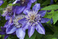Clematis Multi Blue - Live Plant in a 4 Inch Growers Pot - Clematis &