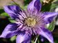Clematis Multi Blue - Live Plant in a 4 Inch Growers Pot - Clematis &