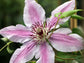 Clematis Nelly Moser - Live Plant in a 4 Inch Growers Pot - Clematis &