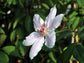 Clematis Nelly Moser - Live Plant in a 4 Inch Growers Pot - Clematis &