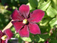 Clematis Niobe - Live Plant in a 4 Inch Growers Pot - Clematis &