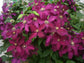 Clematis Niobe - Live Plant in a 4 Inch Growers Pot - Clematis &