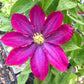 Clematis Pink Champagne - Live Plant in a 4 Inch Growers Pot - Clematis x &