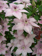 Clematis Pink Fantasy - Live Plant in a 4 Inch Growers Pot - Clematis &