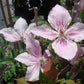 Clematis Pink Fantasy - Live Plant in a 4 Inch Growers Pot - Clematis &