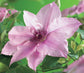 Clematis Pink Fantasy - Live Plant in a 4 Inch Growers Pot - Clematis &