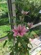 Clematis Pink Fantasy - Live Plant in a 4 Inch Growers Pot - Clematis &