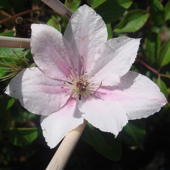 Clematis Pink Fantasy - Live Plant in a 4 Inch Growers Pot - Clematis &
