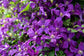 Clematis Polish Spirit - Live Plant in a 4 Inch Growers Pot - Clematis &