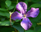 Clematis Polish Spirit - Live Plant in a 4 Inch Growers Pot - Clematis &