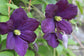 Clematis Polish Spirit - Live Plant in a 4 Inch Growers Pot - Clematis &